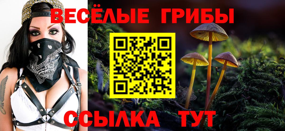 Галлюциногенные грибы Psilocybine cubensis Тихвин